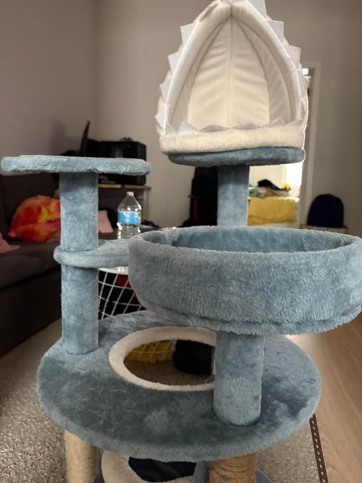 Arbre à chat requin